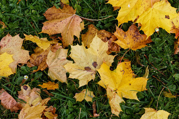 Texture of fallen maple leaves on the grass, golden autumn