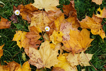 Texture of fallen maple leaves on the grass, golden autumn
