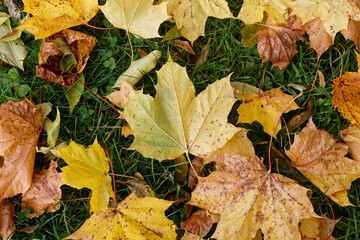 Texture of fallen maple leaves on the grass, golden autumn