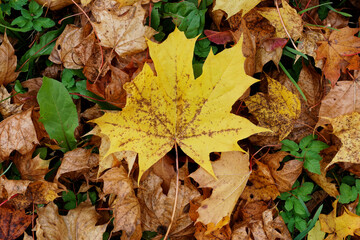 Texture of fallen maple leaves on the grass, golden autumn