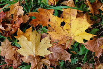 Texture of fallen maple leaves on the grass, golden autumn