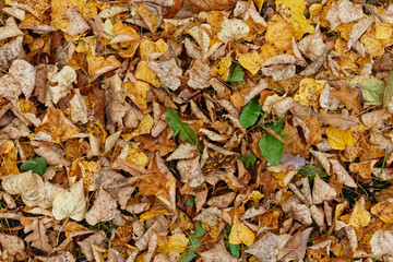 Texture of fallen leaves, golden autumn