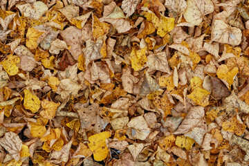 Texture of fallen leaves, golden autumn
