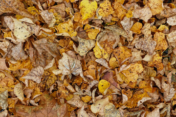 Texture of fallen leaves, golden autumn