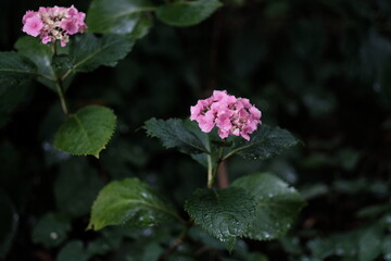 pink and white flowers