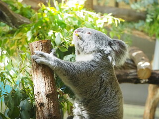 食事中の可愛いコアラ