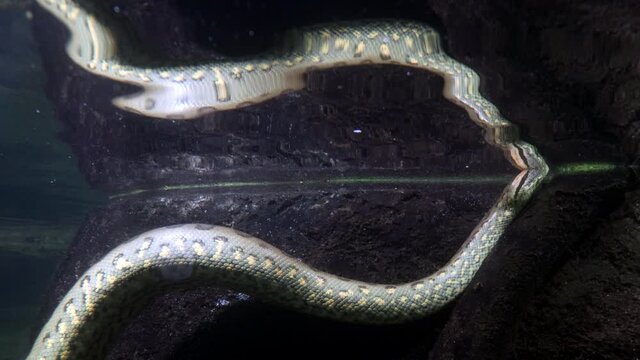 The green anaconda (Eunectes murinus) breathing on a water surface