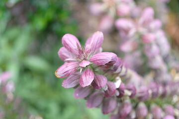 flowers in the garden