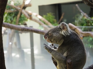 木の枝の上に器用に座るコアラ