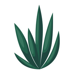 Illustration of agave and tequila. Decorative image of tropical plant.