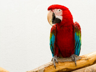 South American red-and-green macaw with white background