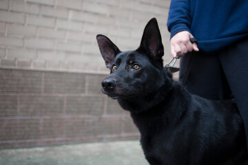 portrait of a black dog