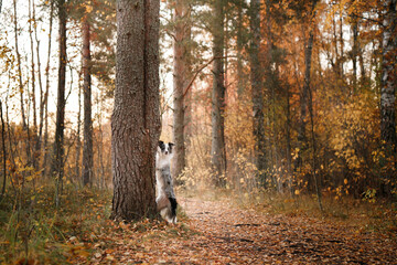 the dog put its paws on the tree. Autumn mood. Border collie in leaf fall in the forest