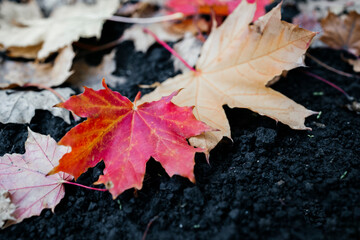 red maple leaf