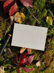 Autumn mockup for postcards or greetings. Template for photomontage. 