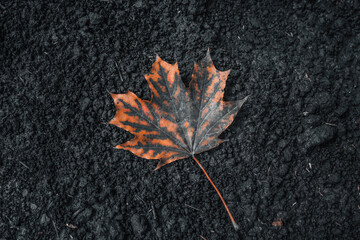 Autumn dark leaf on dark ground.  Close up 