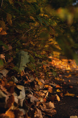 autumn Saint petersburg