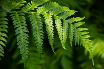  A macro shot of a green fern leaf.