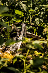 wood in the forest