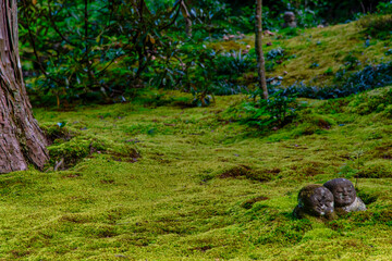 苔の庭