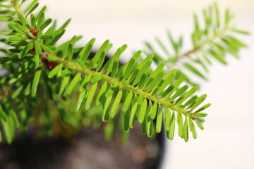 Jodła koreańska Abies koreana Kusang namu BLUE EMPEROR © Perovskia