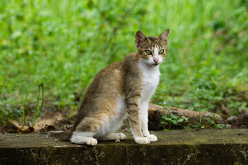 Cat, Animal, pet
