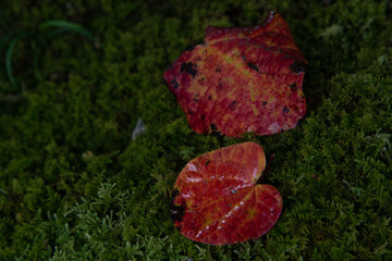 苔の庭