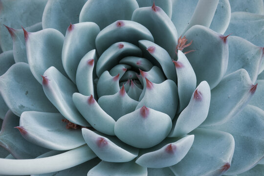 Macro sky blue Succulent Plant. Rosette of Echeveria with thick funny leaves, top view. Texture background. Nature concept. Floral backdrop. Beautiful detail. High quality photo