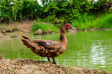 Close up side view of a cute male duck standing on the ground.
