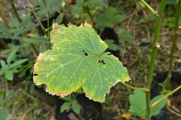 Plant diseases that appear on the leaves.