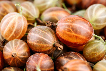 Gooseberry Harvest, a crop of ripe gooseberries. Berries of red gooseberry close-up