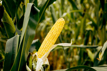 Fresh corn on a stalk in the field. © fusssergei