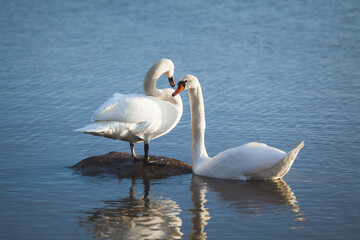 Fototapeta na wymiar Mute swan couple in water together. Blue water and reflections. Cygnus olor.