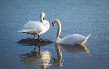 Mute swan couple in water together. Blue water and reflections. Cygnus olor.