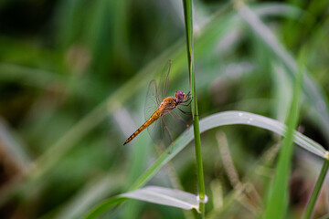 dragonfly on a leaf