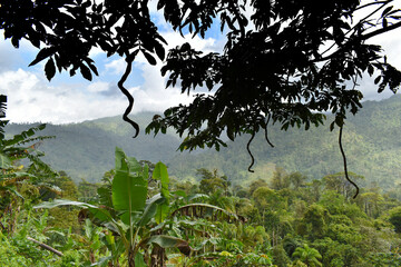 View of a tropical forest, in the foreground the fruits of a tree, pods resembling a spiral, Panama