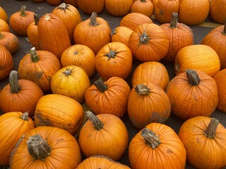 pumpkins at the market