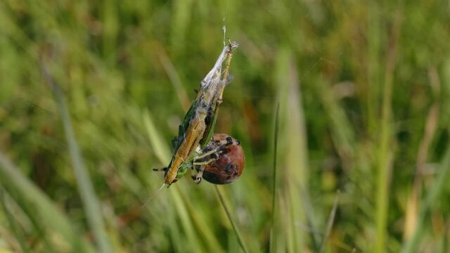 Four spotted orb-weaver spider (Araneus quadratus) with grasshopper prey in web