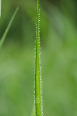 Obraz premium close up of a green grass