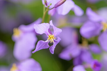 Zoge flowers, macro - close-up blurred texture background
