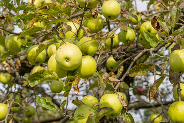 Reife Äpfel im Klostergarten, Wesemlin, Luzern, Schweiz