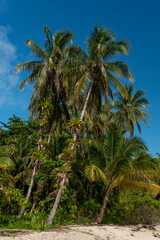 Coconut palm trees on the beach, Zapatilla key, Bocas del Toro, Panama, Central America.