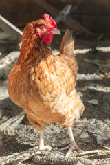 Brown hen in the henhouse
