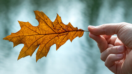 Autumn Leafe