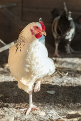 White hen standing on one leg in the henhouse