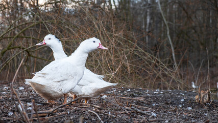 Two white ducks in the fall
