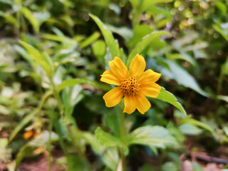 Sphagneticola trilobata, commonly known as the Bay Biscayne creeping-oxeye, Singapore daisy, creeping-oxeye, trailing daisy, and wedelia