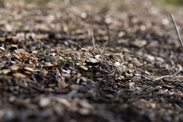 ants on the ground