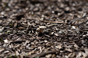 ants on the ground