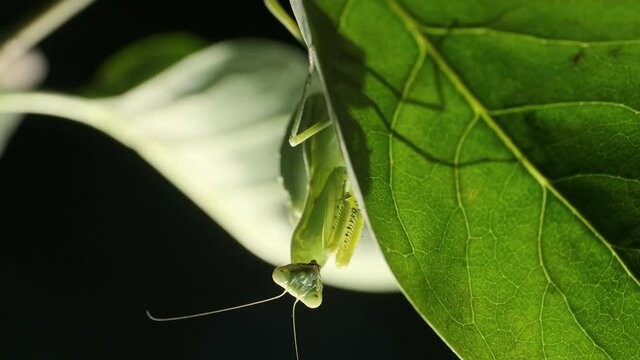 Green Praying mantis hides under a lilac leaf. Close-up of mantis insect